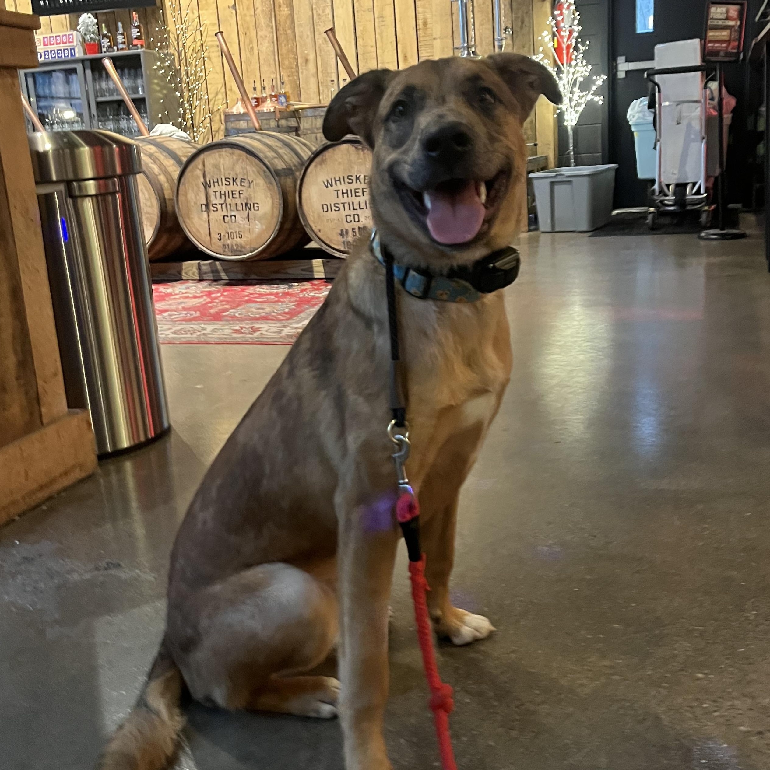 Enlarge Kenny, a Adoptable mixed breed in Louisville, KY image 1/6