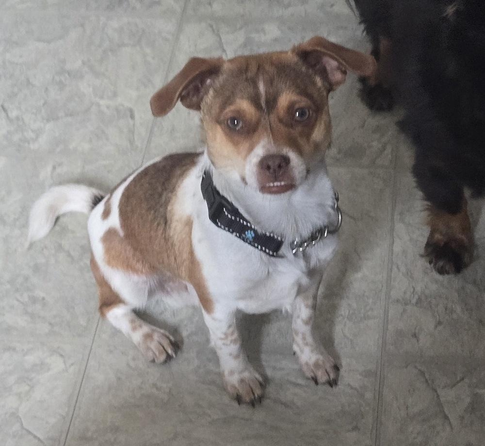 Milo, Adoptable, Puppy Male Dachshund & Chihuahua.