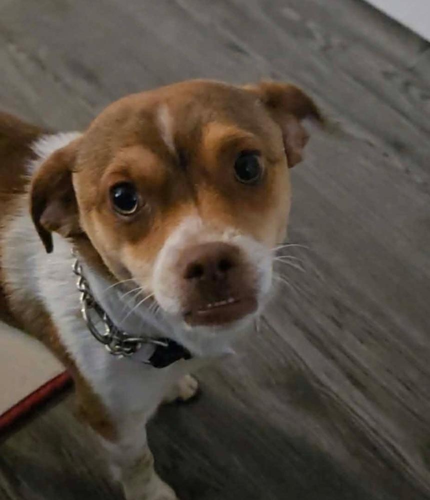 Enlarge Milo, a Adoptable mixed breed in Warrenton, MO image 2/4