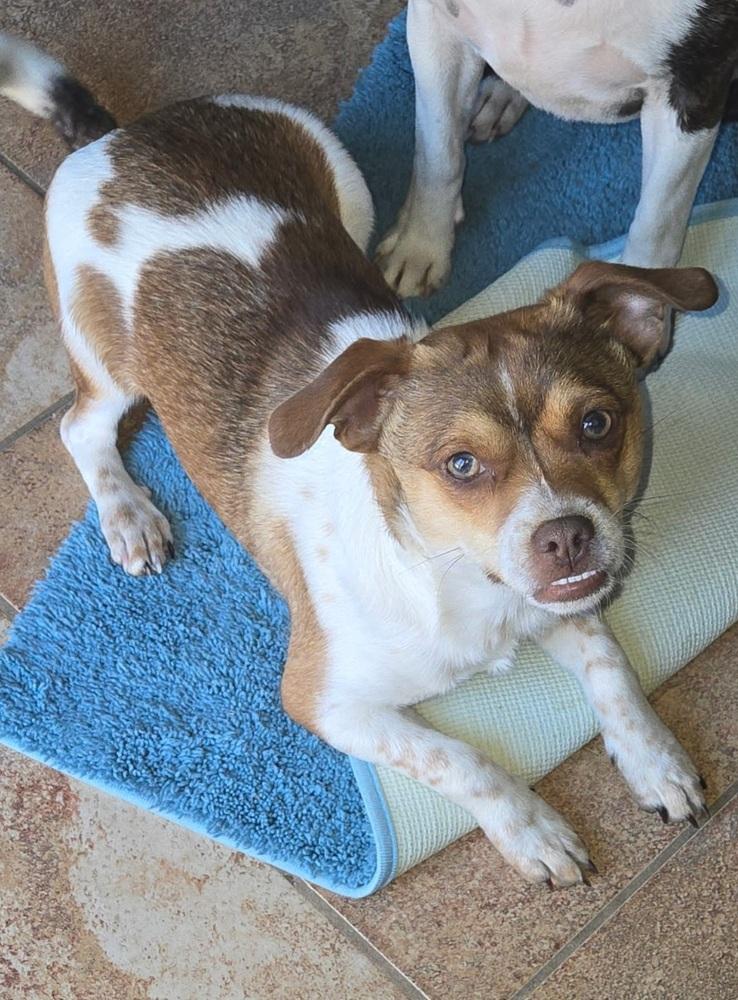 Enlarge Milo, a Adoptable mixed breed in Warrenton, MO image 3/4