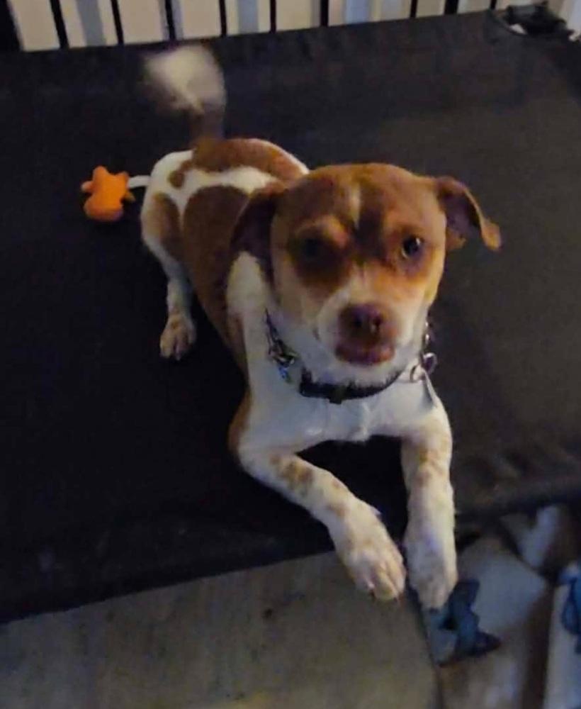 Enlarge Milo, a Adoptable mixed breed in Warrenton, MO image 4/4