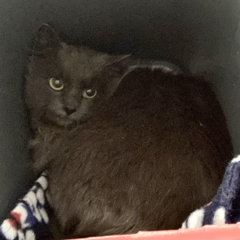 Limerick (Working Cat)