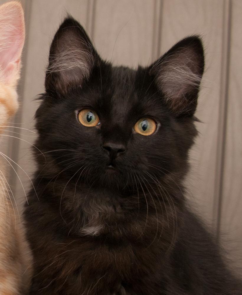 Mr. Pickles (gets adopted with Princess Peach), Adopted, Kitten Male Tabby.