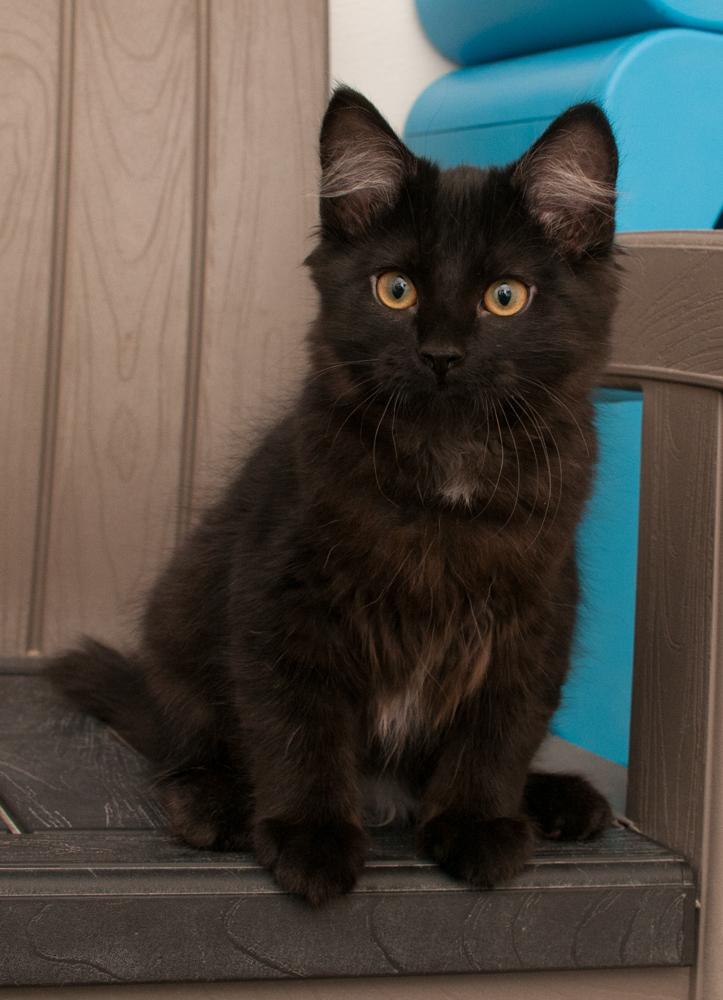 Enlarge Mr. Pickles (gets adopted with Princess Peach), a Adopted Tabby in Westminster, CO image 3/6