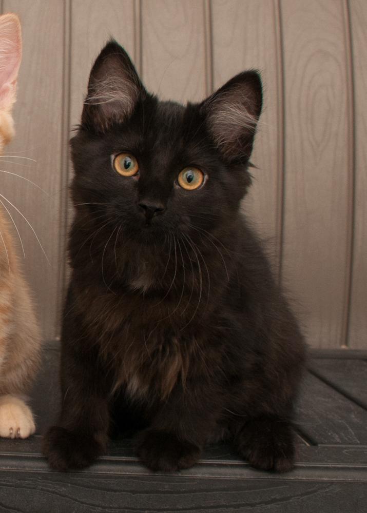 Enlarge Mr. Pickles (gets adopted with Princess Peach), a Adopted Tabby in Westminster, CO image 4/6