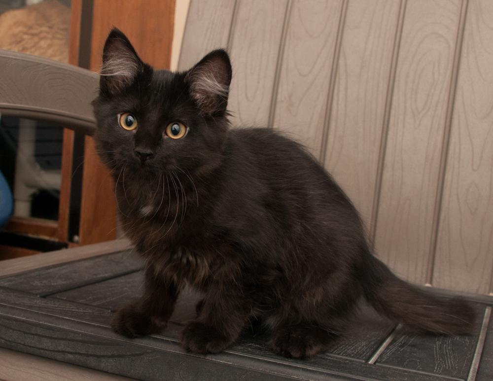 Enlarge Mr. Pickles (gets adopted with Princess Peach), a Adopted Tabby in Westminster, CO image 2/6
