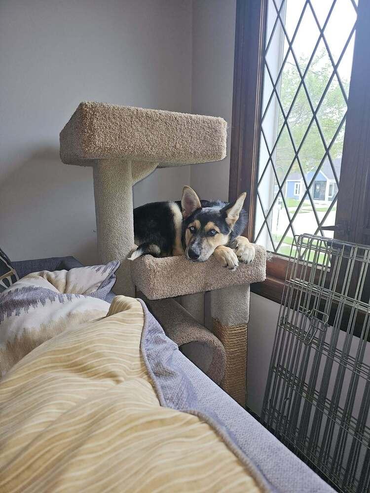 Greta III, Adoptable, Puppy Female German Shepherd Dog.