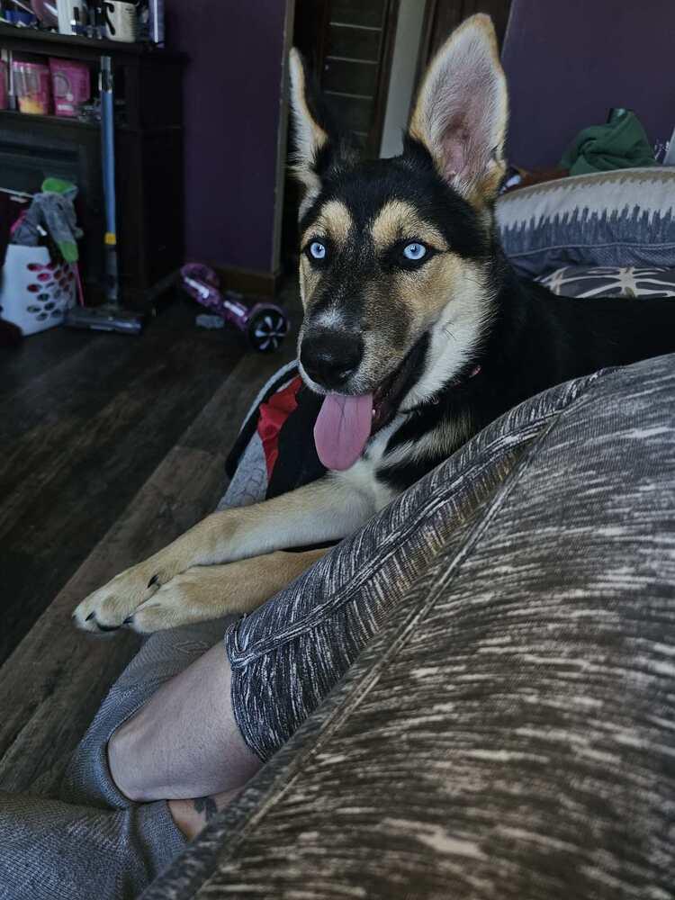 Enlarge Greta III, a Adoptable German Shepherd Dog in Fredonia, WI image 2/4