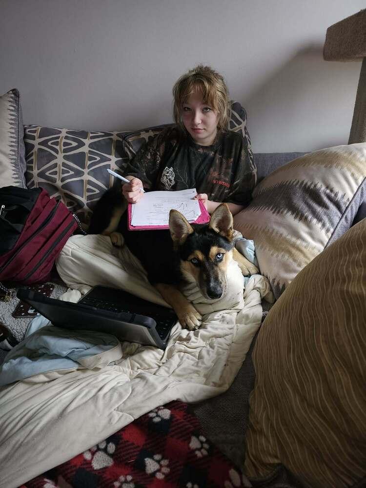 Enlarge Greta III, a Adoptable German Shepherd Dog in Fredonia, WI image 3/4