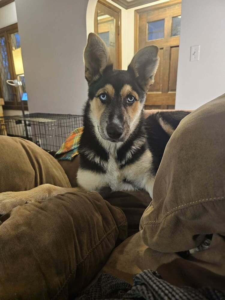 Enlarge Greta III, a Adoptable German Shepherd Dog in Fredonia, WI image 4/4