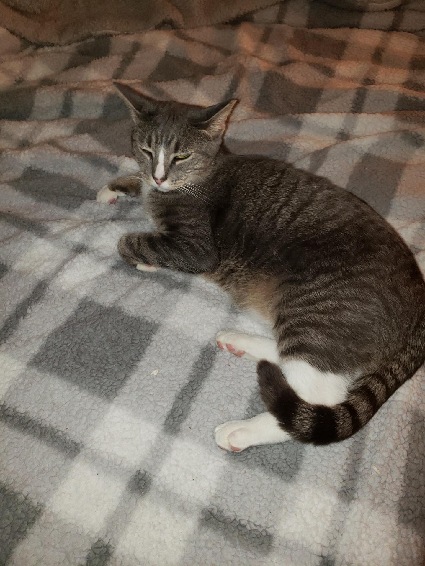 Enlarge Jackson, a Adoptable Domestic Short Hair in Alexandria, VA image 3/4