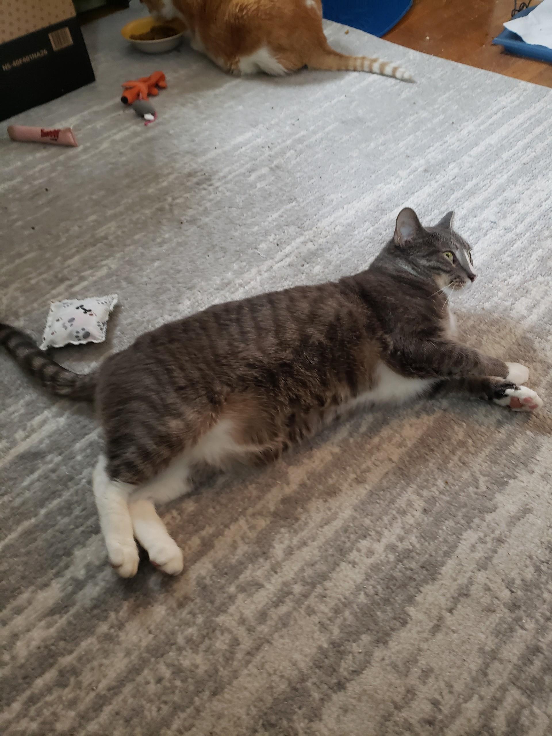 Enlarge Jackson, a Adoptable Domestic Short Hair in Alexandria, VA image 1/4