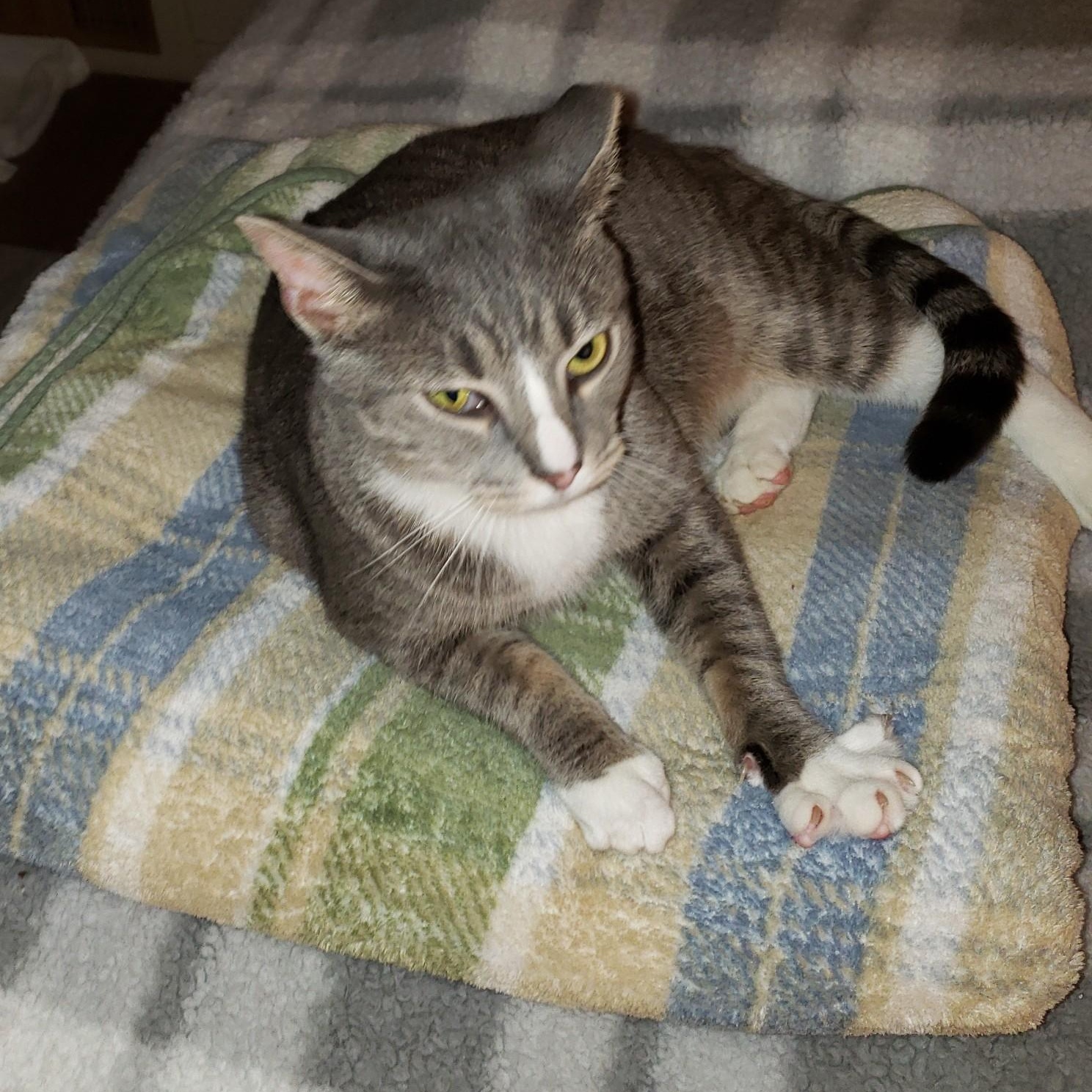 Enlarge Jackson, a Adoptable Domestic Short Hair in Alexandria, VA image 4/4