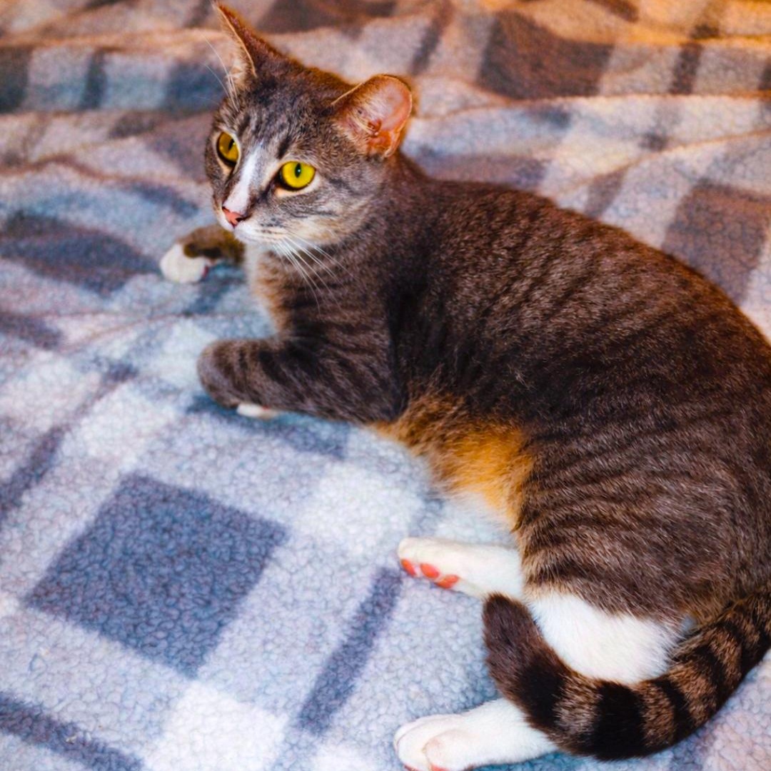 Enlarge Jackson, an adoptable Domestic Short Hair in Alexandria, VA image 2/3