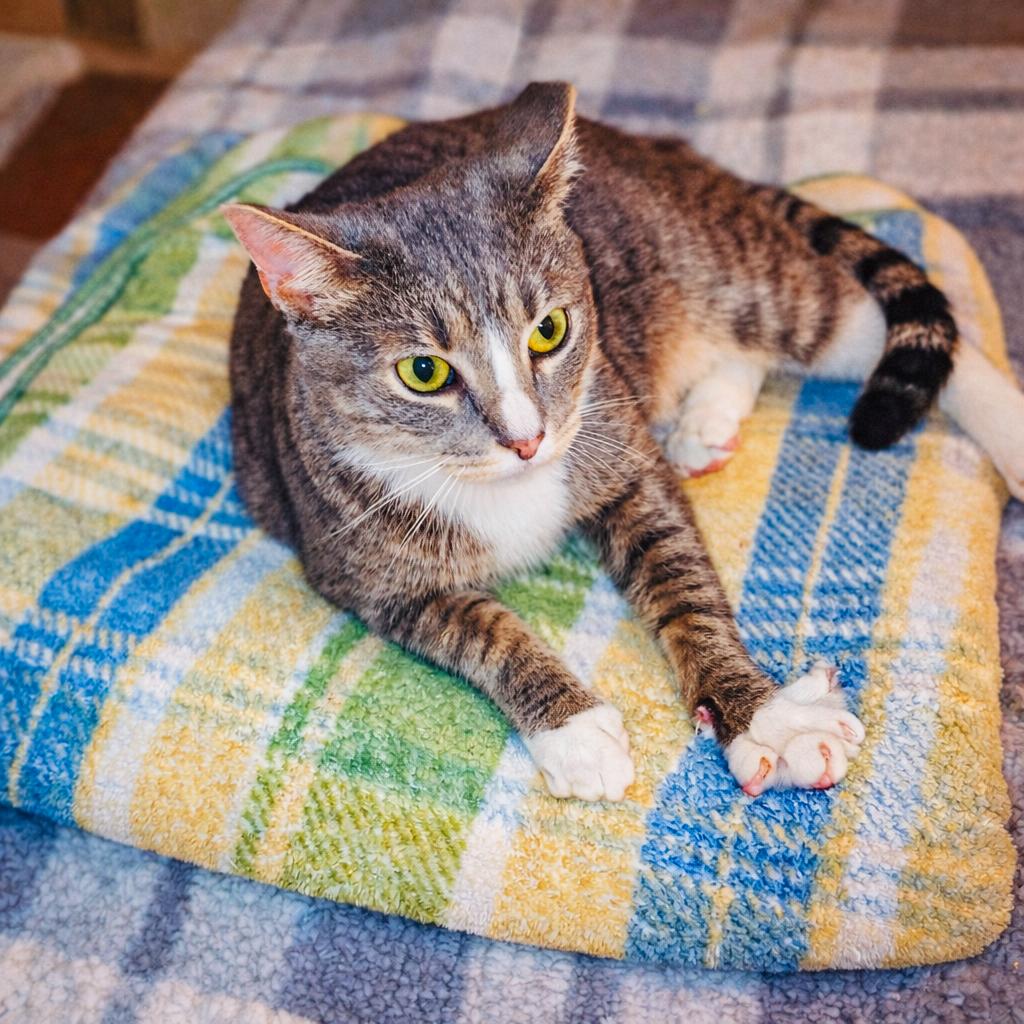 Enlarge Jackson, an adoptable Domestic Short Hair in Alexandria, VA image 1/3