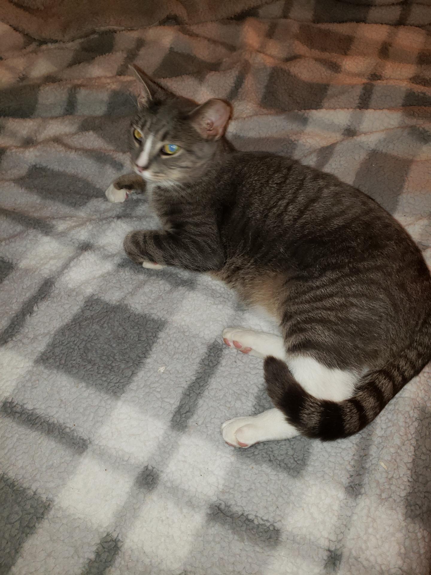 Jackson, Adoptable, Young Male Domestic Short Hair.