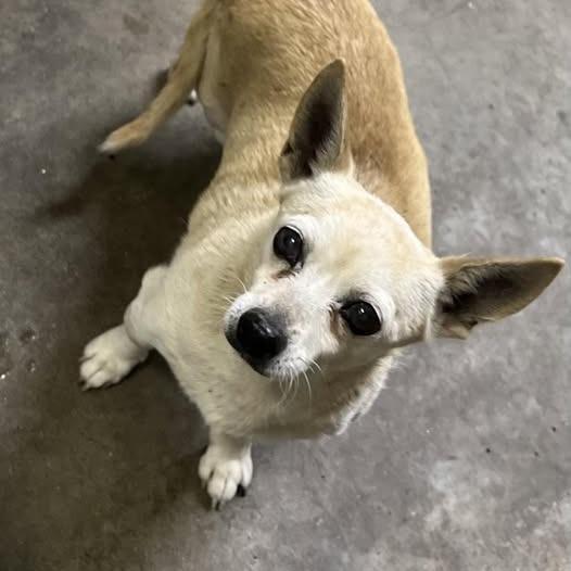 Enlarge 26-708, a Adoptable Chihuahua in Los Banos, CA image 1/1