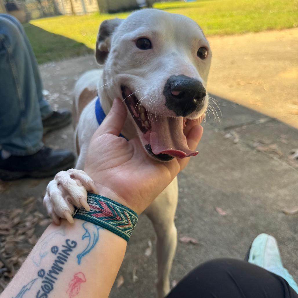 Sparkle, Adoptable, Adult Female Terrier.