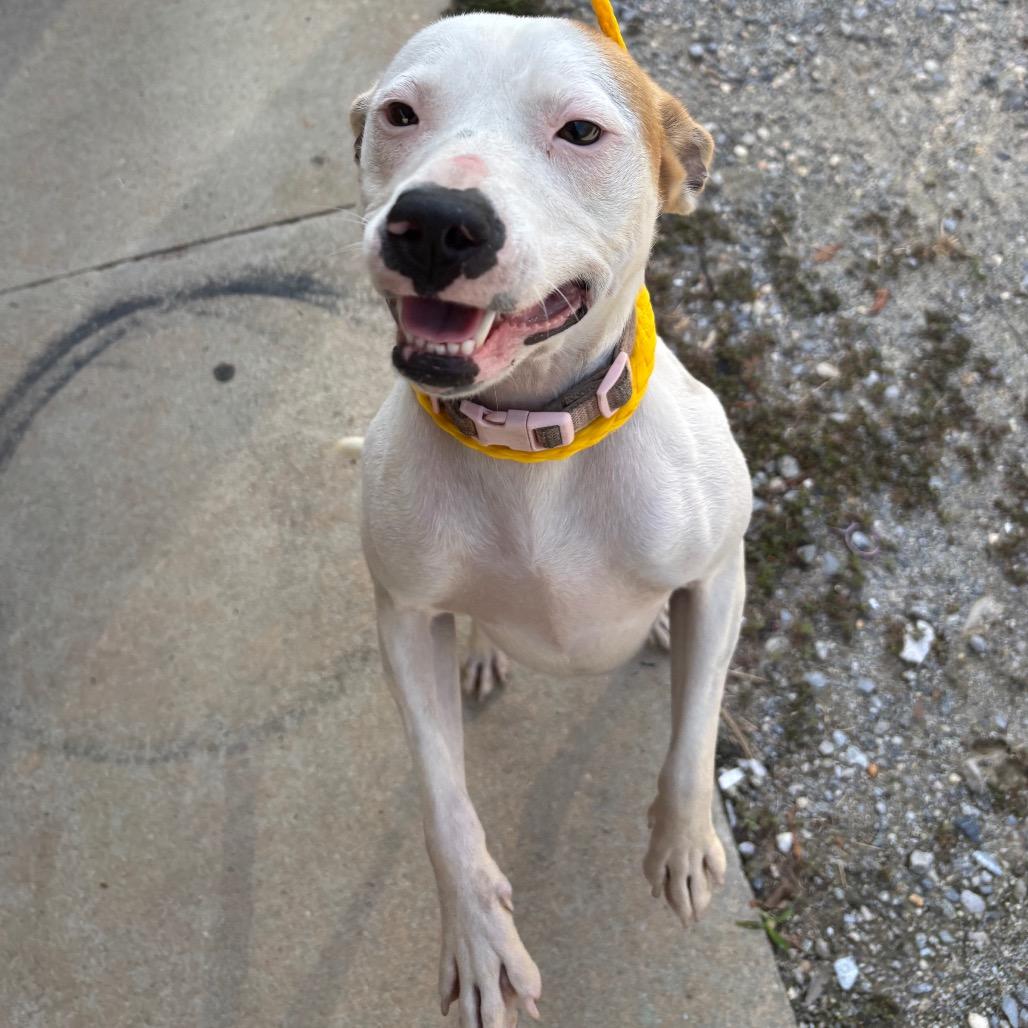 Enlarge Sparkle, a Adoptable mixed breed in Montgomery, AL image 2/2