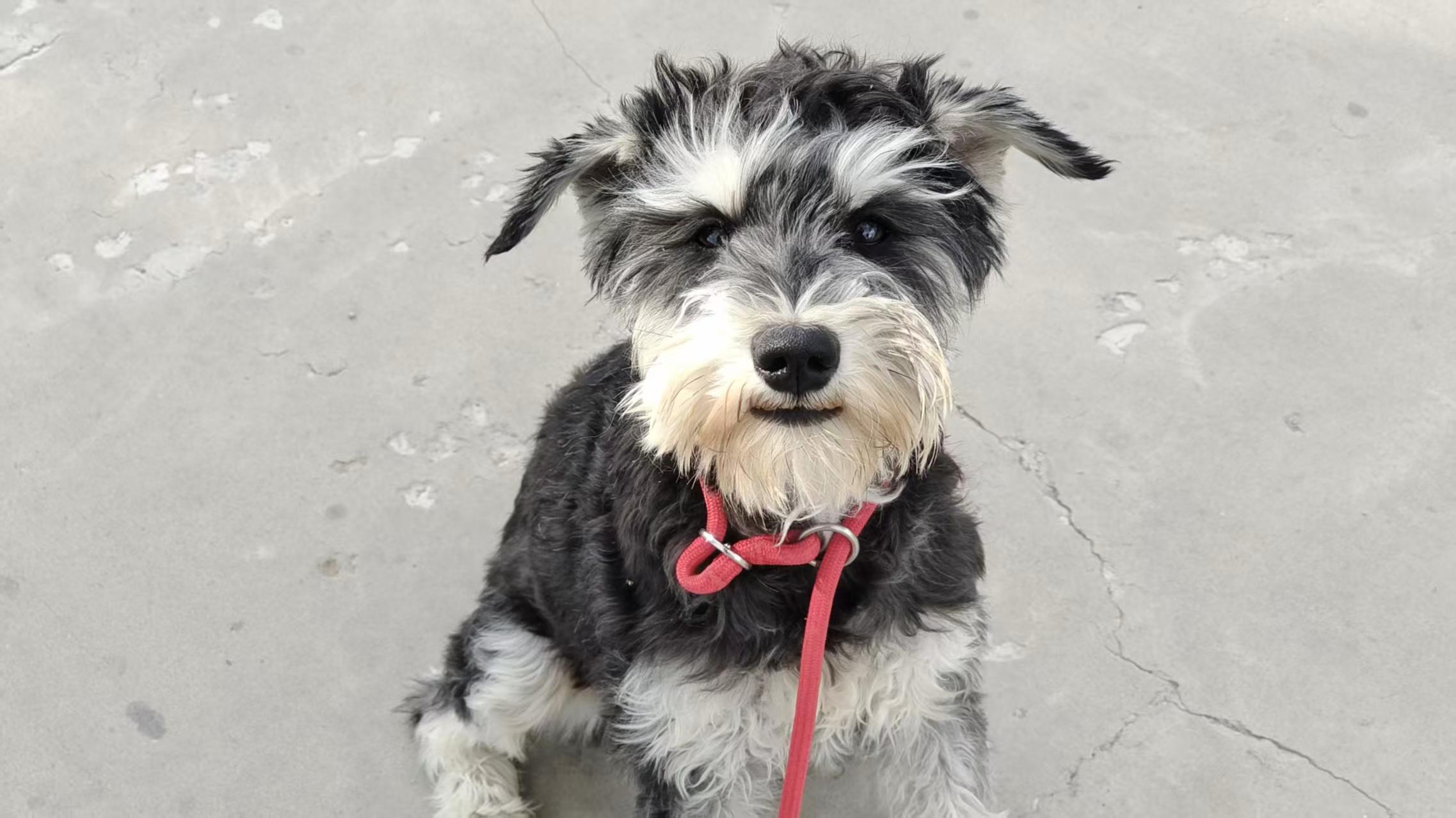 Daisy, a ADOPTABLE Miniature Schnauzer in Lynnwood, WA image 2/3