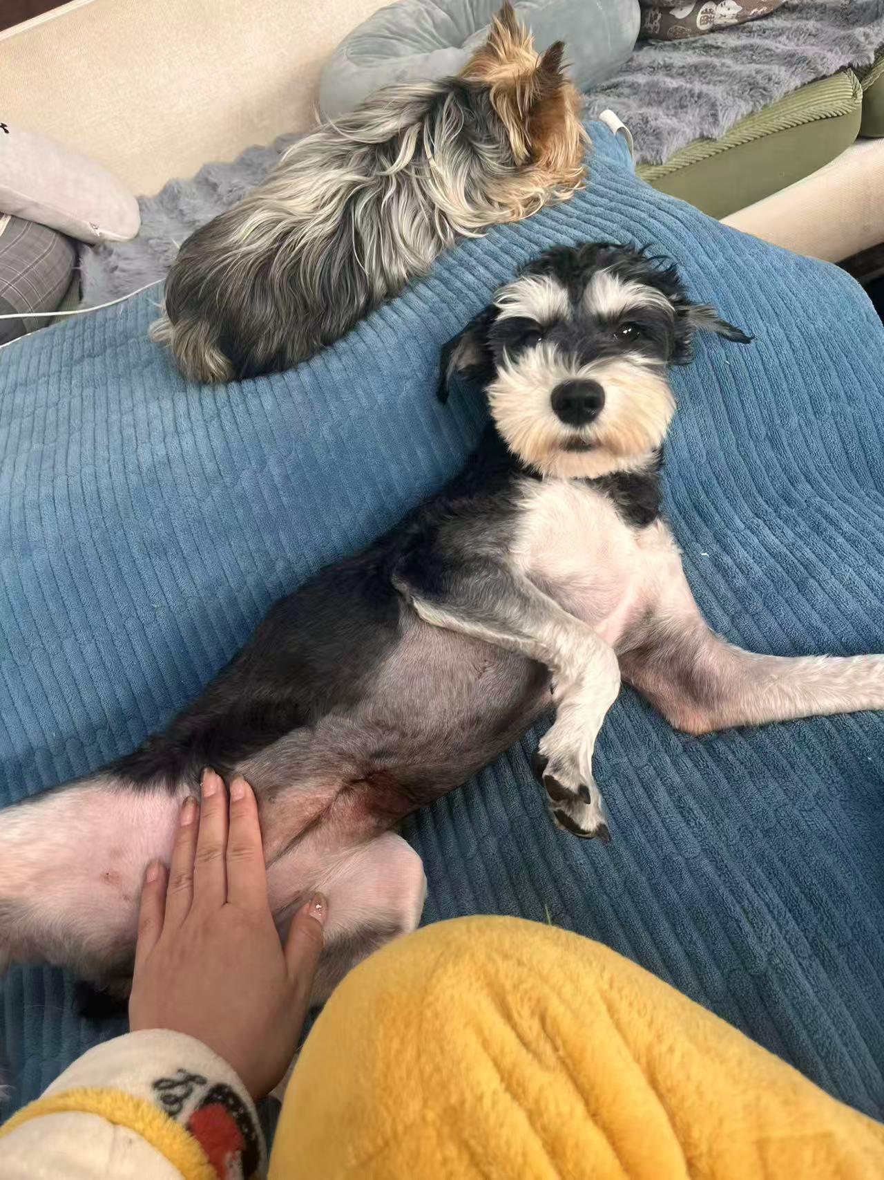 Daisy, a ADOPTABLE Miniature Schnauzer in Lynnwood, WA image 3/3