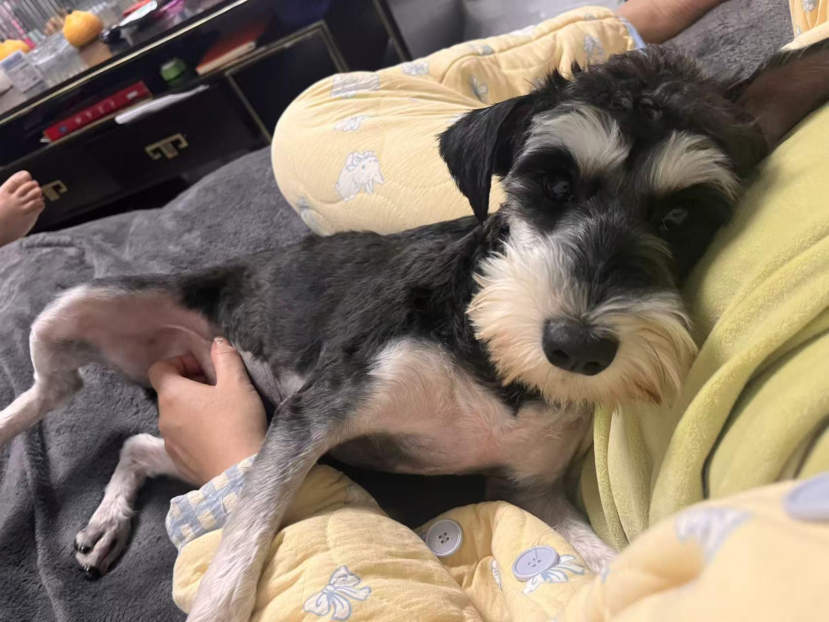 Daisy, ADOPTABLE, Puppy Female Miniature Schnauzer.