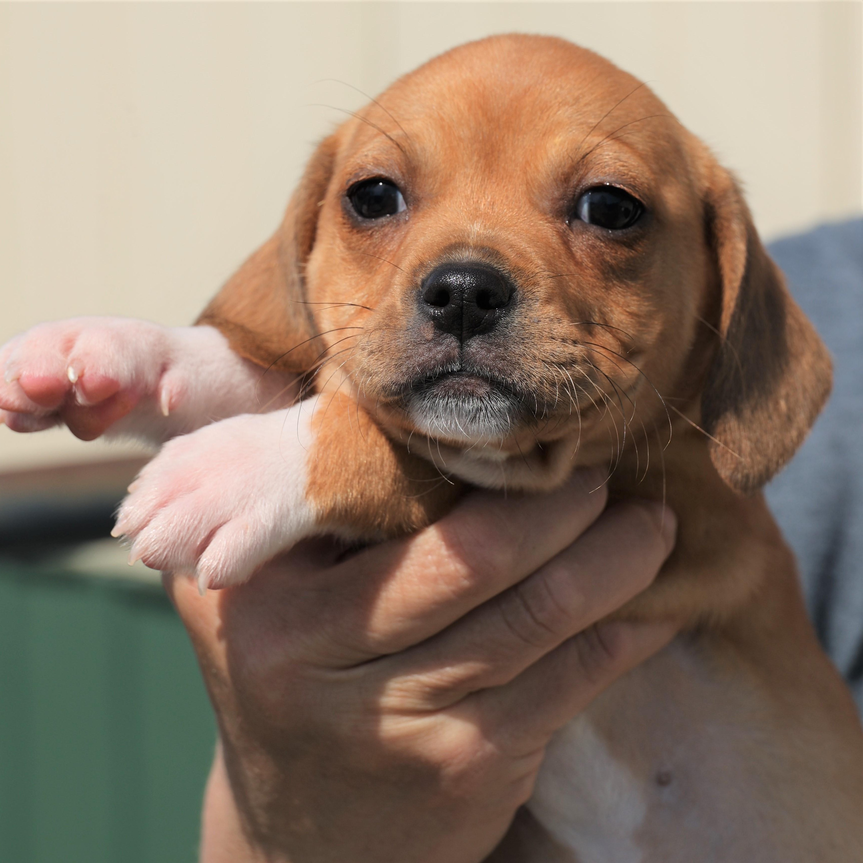 Enlarge Piper - Available! www.LHAR.dog to apply!, an adoptable mixed breed in Frederick, MD image 2/5