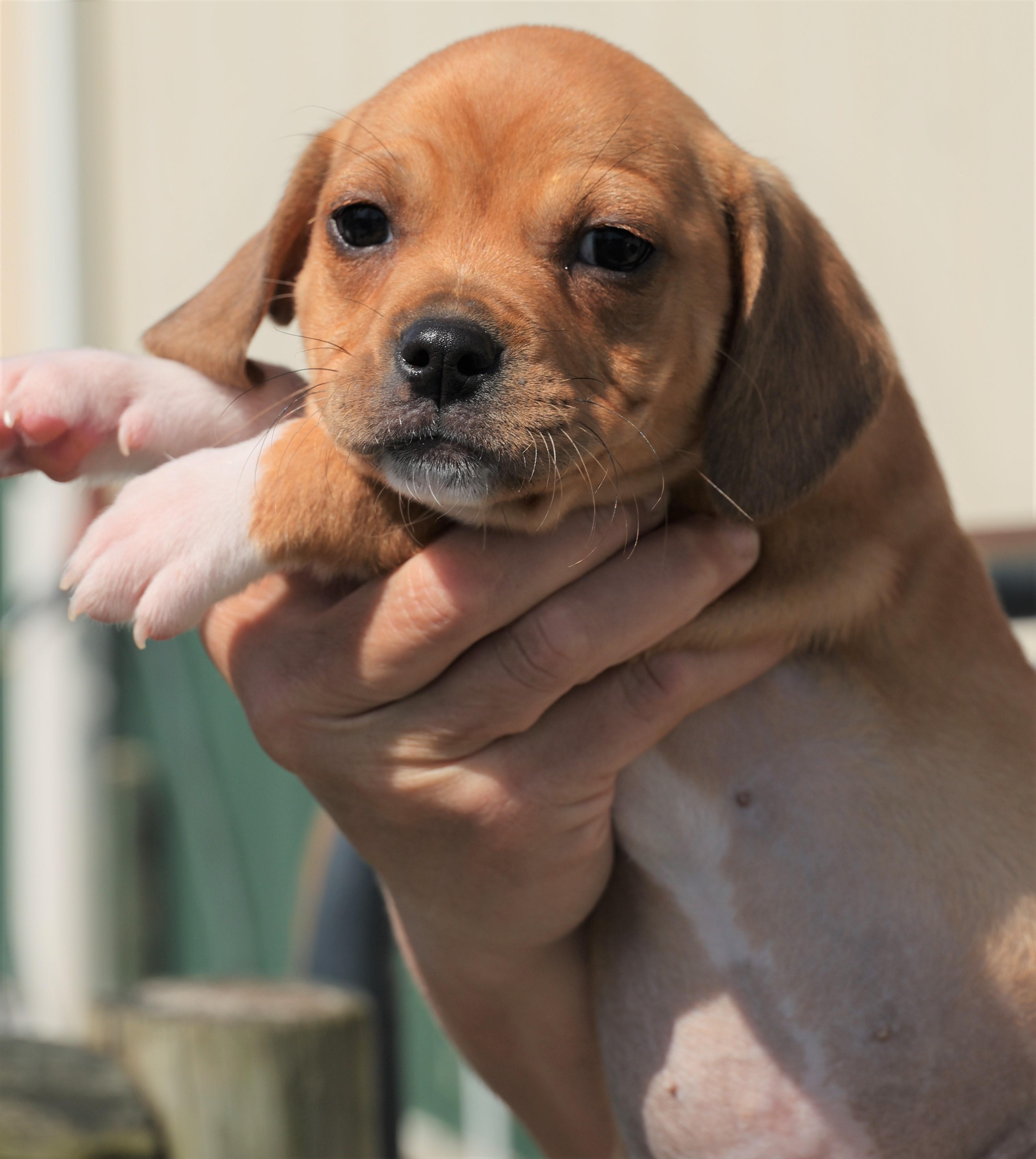 Enlarge Piper - Available! www.LHAR.dog to apply!, an adoptable mixed breed in Frederick, MD image 3/5