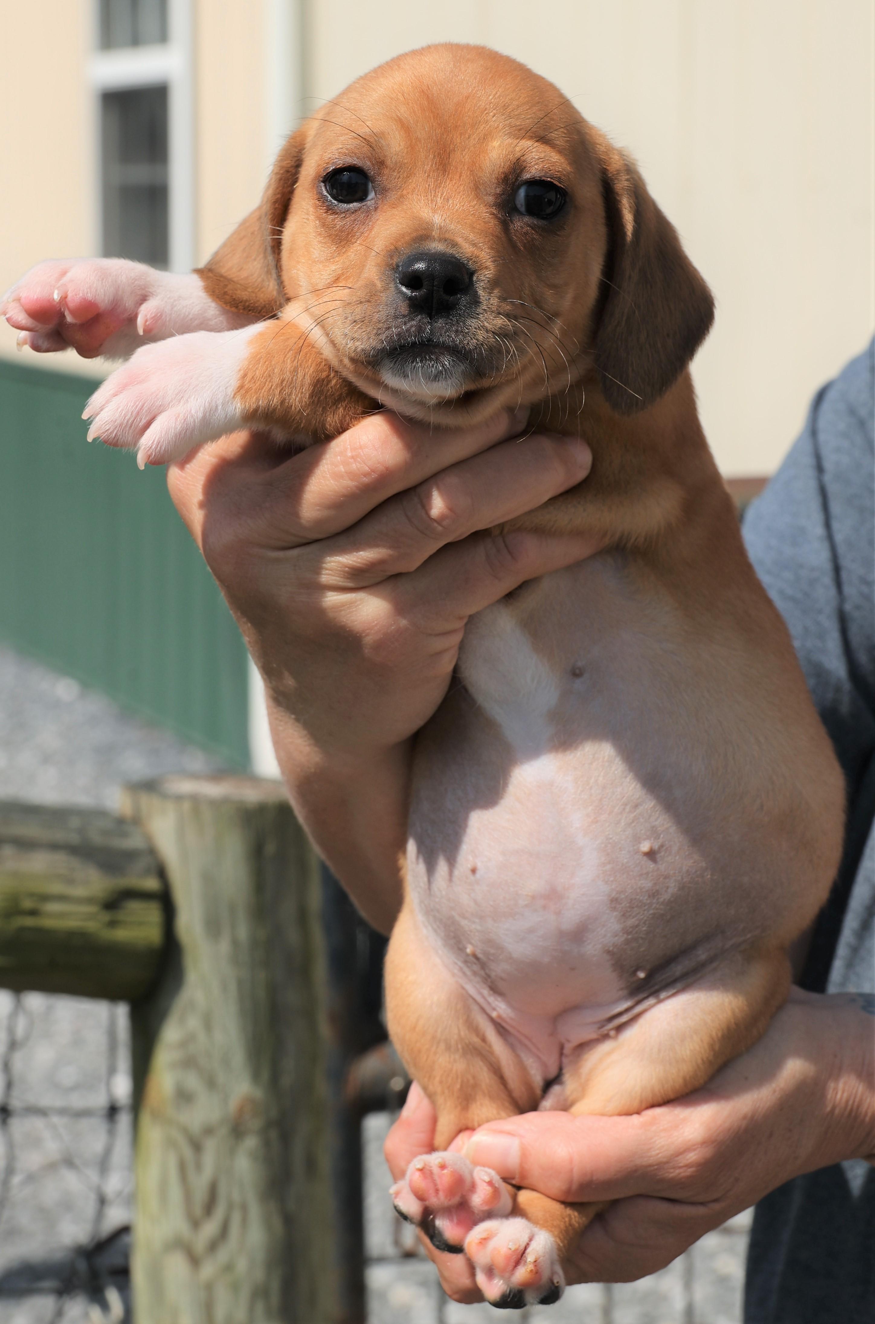 Enlarge Piper - Available! www.LHAR.dog to apply!, an adoptable mixed breed in Frederick, MD image 5/5