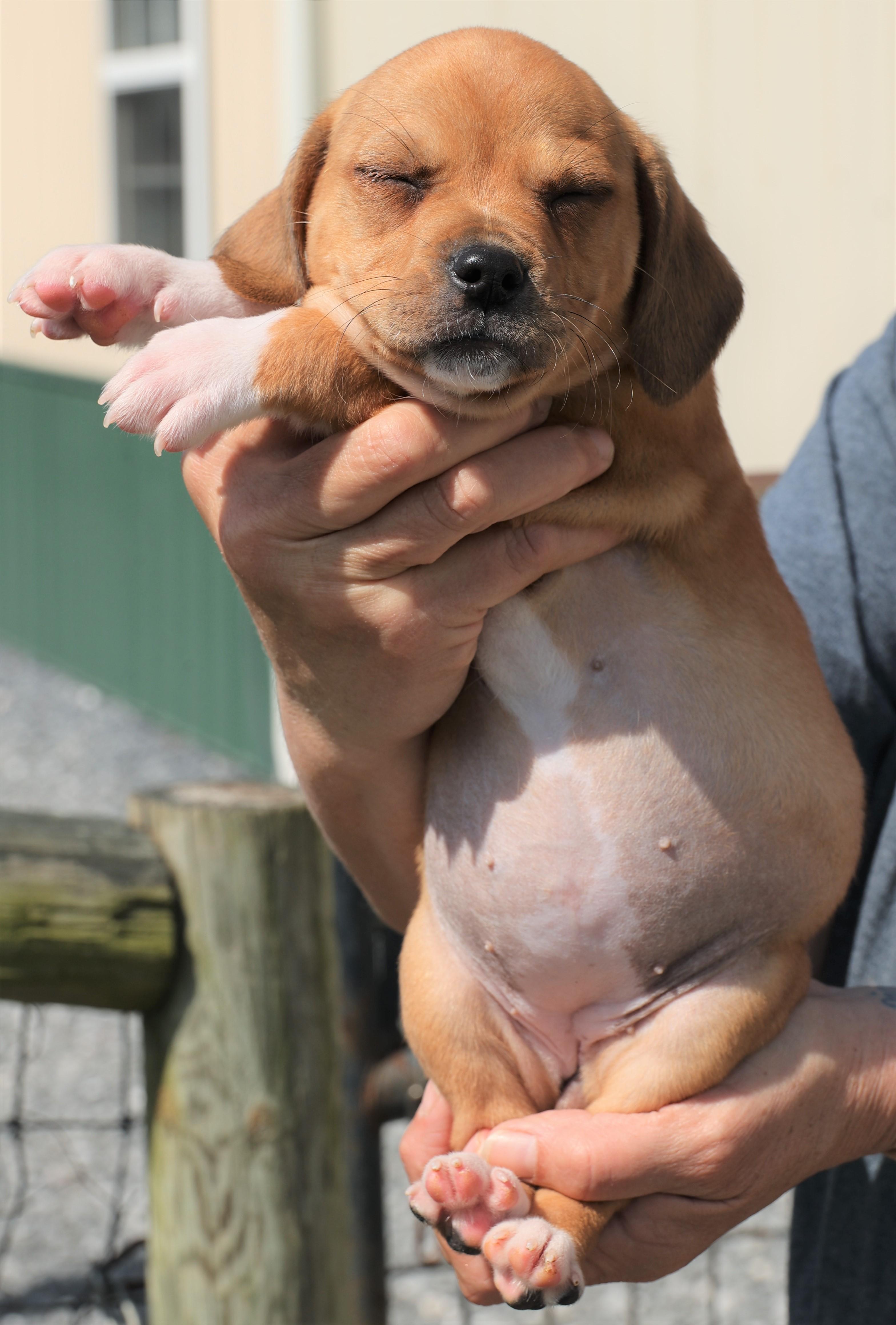 Enlarge Piper - Available! www.LHAR.dog to apply!, an adoptable mixed breed in Frederick, MD image 4/5