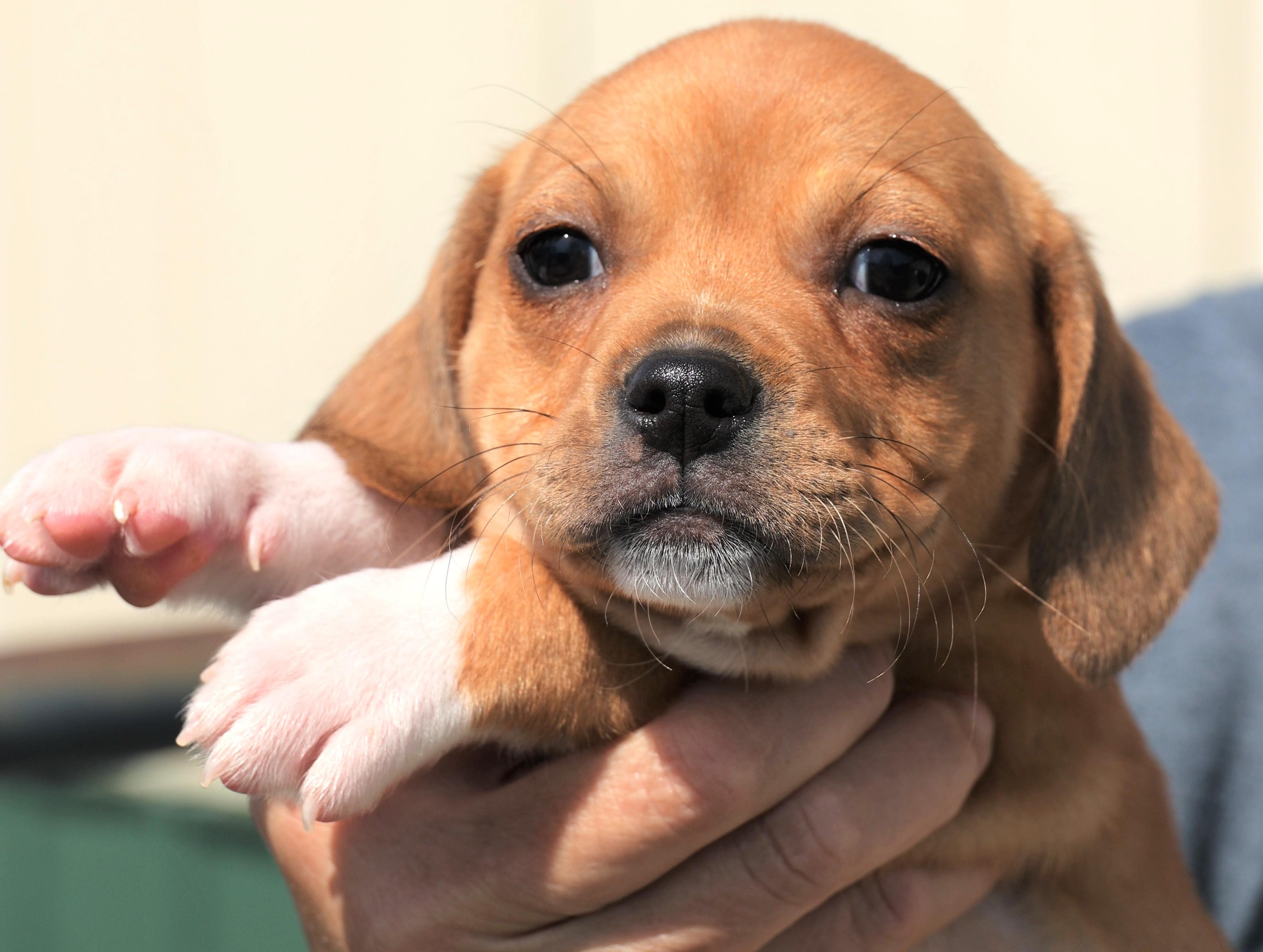 Enlarge Piper - Available! www.LHAR.dog to apply!, an adoptable mixed breed in Frederick, MD image 1/5