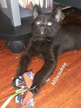 Enlarge Milwaukee, a ADOPTABLE Domestic Short Hair in Fair Oaks, CA image 1/1