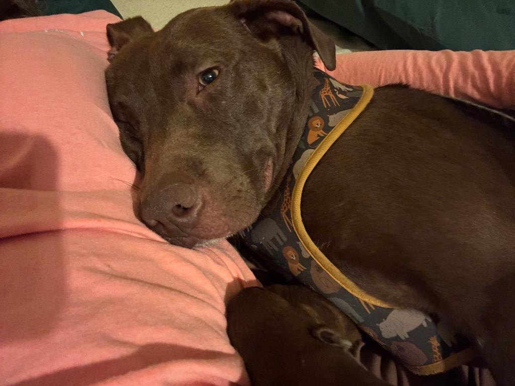 ORION, Adoptable, Young Male Labrador Retriever & Pit Bull Terrier.