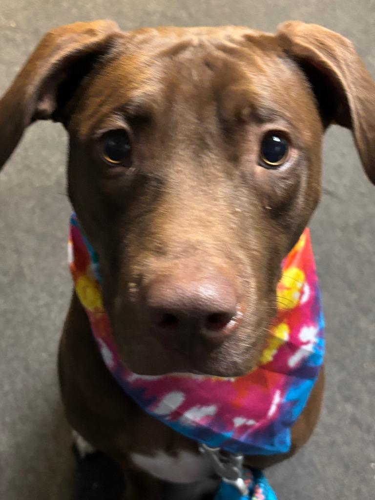 Enlarge ORION, a Adoptable mixed breed in Mustang, OK image 2/2