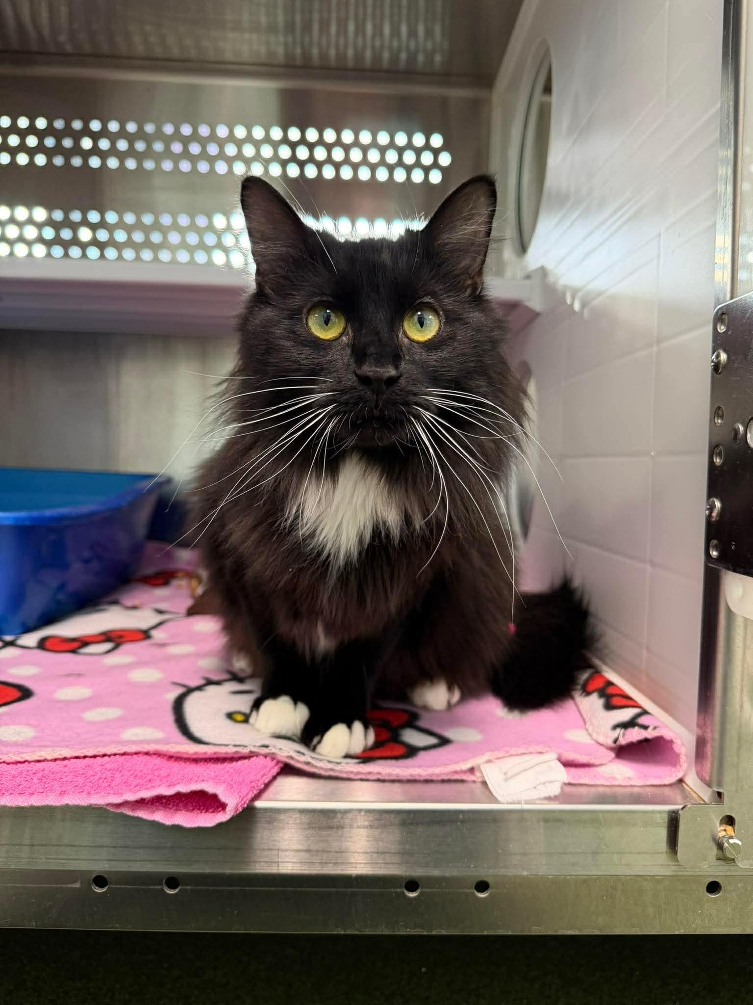 Hestia, adopted, Young Female Domestic Medium Hair.