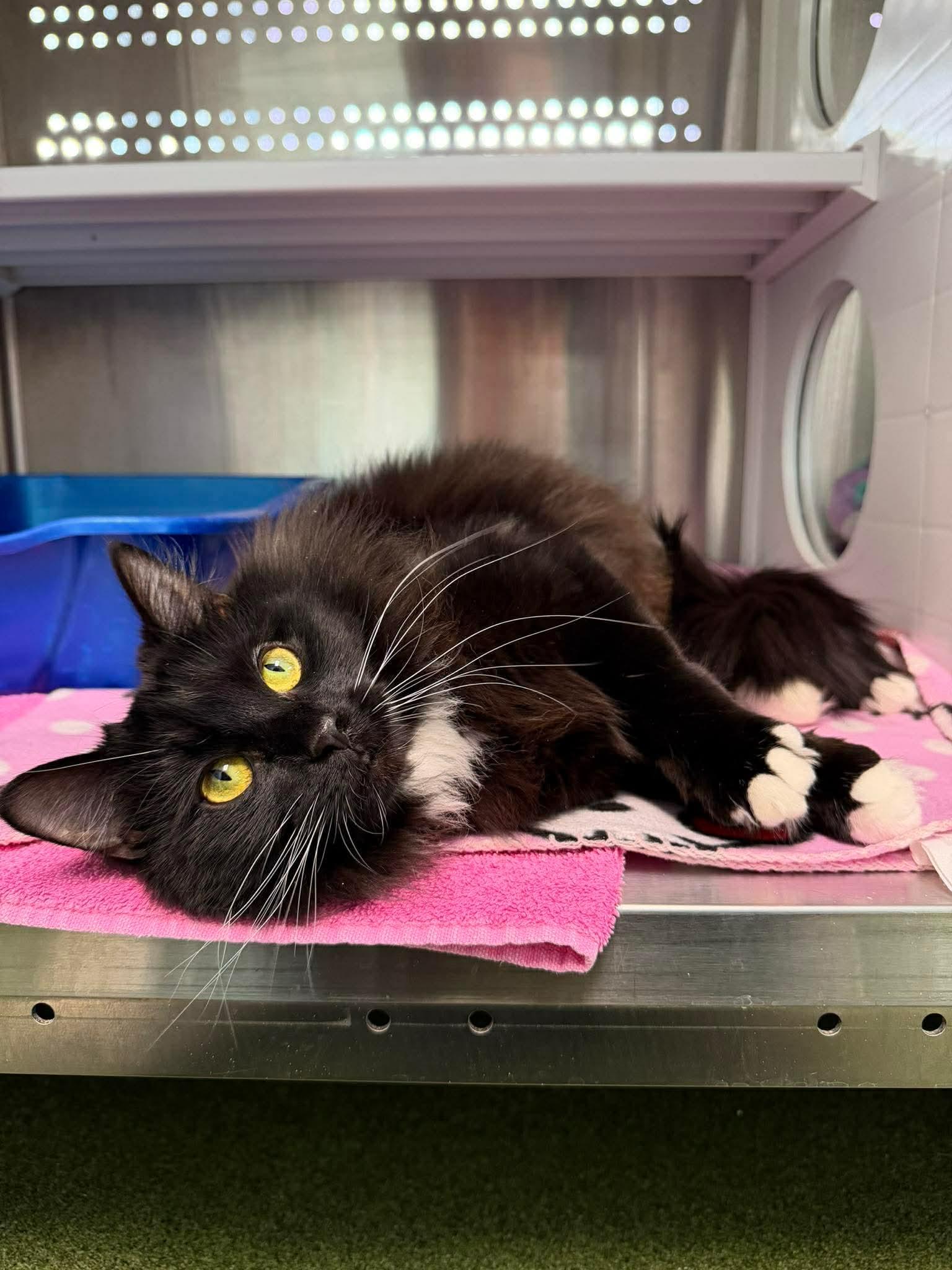 Enlarge Hestia, an adopted Domestic Medium Hair in Seneca, PA image 2/2