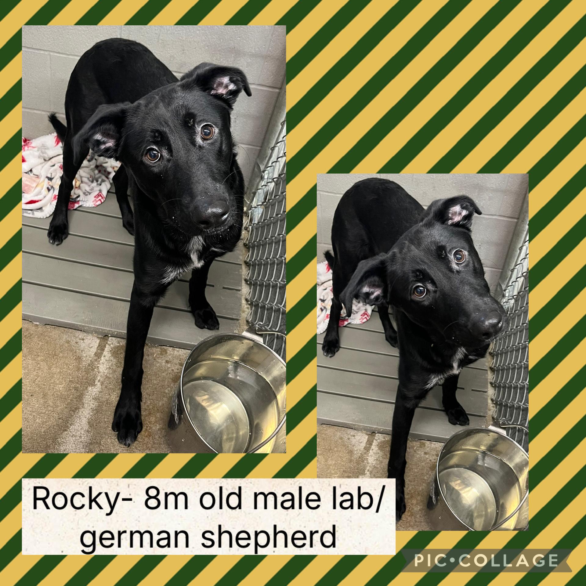 Rocky, ADOPTABLE, Young Male Black Labrador Retriever & German Shepherd Dog.