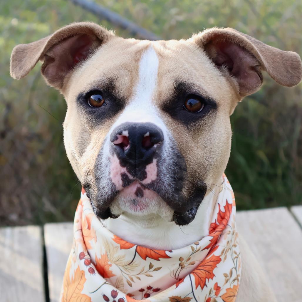 Milo, a Adoptable mixed breed in Brookfield, WI image 1/6