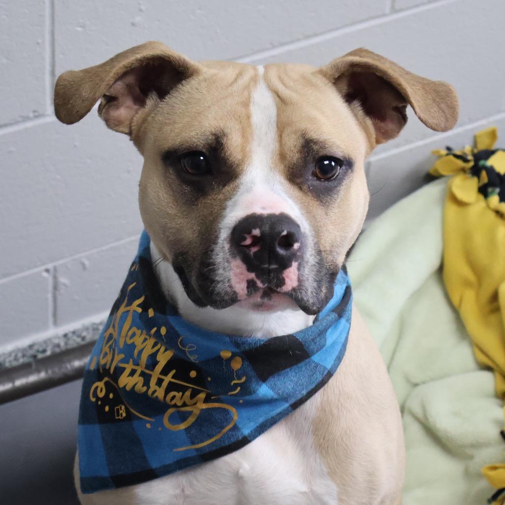 Enlarge Milo, a Adoptable mixed breed in Brookfield, WI image 2/6