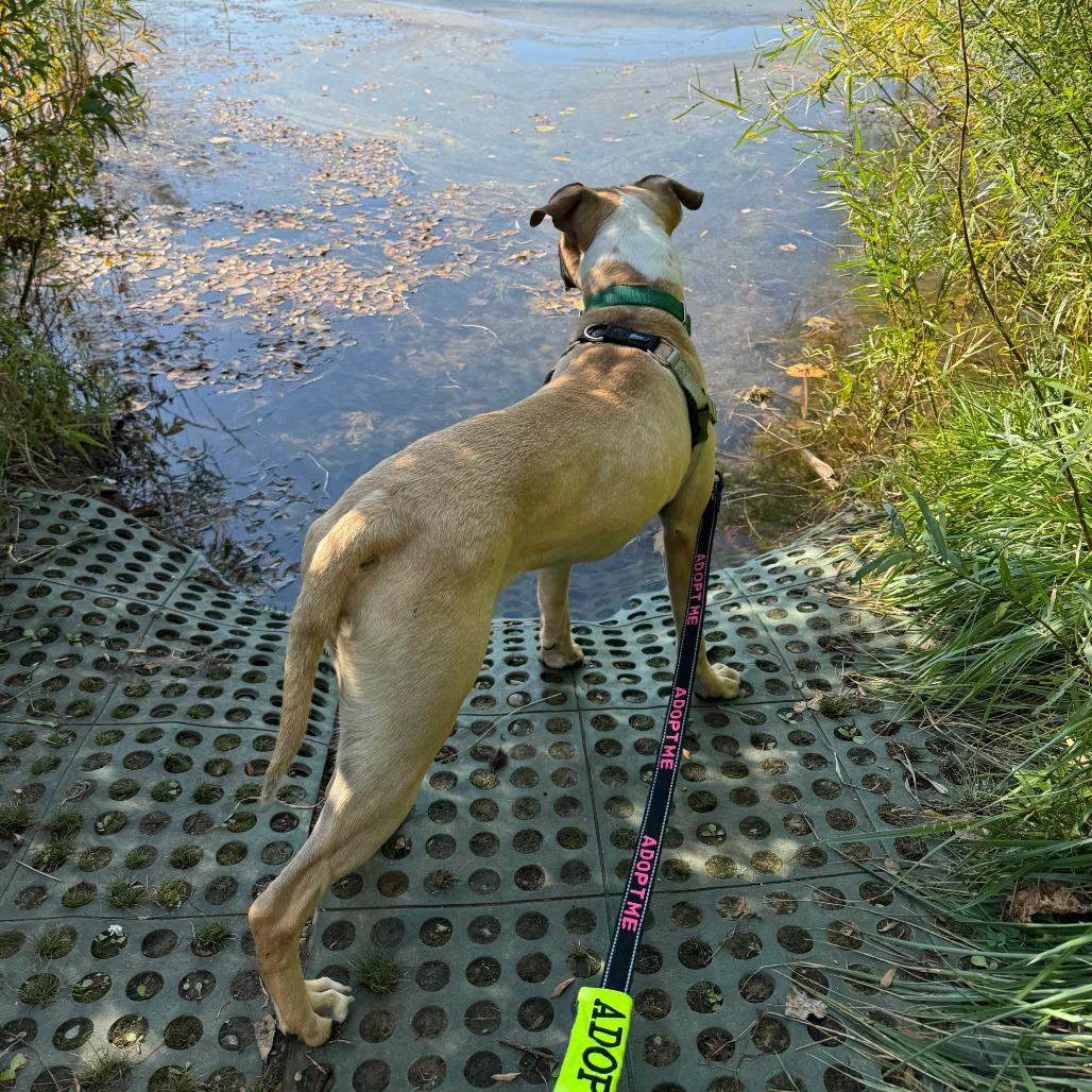 Milo, a Adoptable mixed breed in Brookfield, WI image 3/6