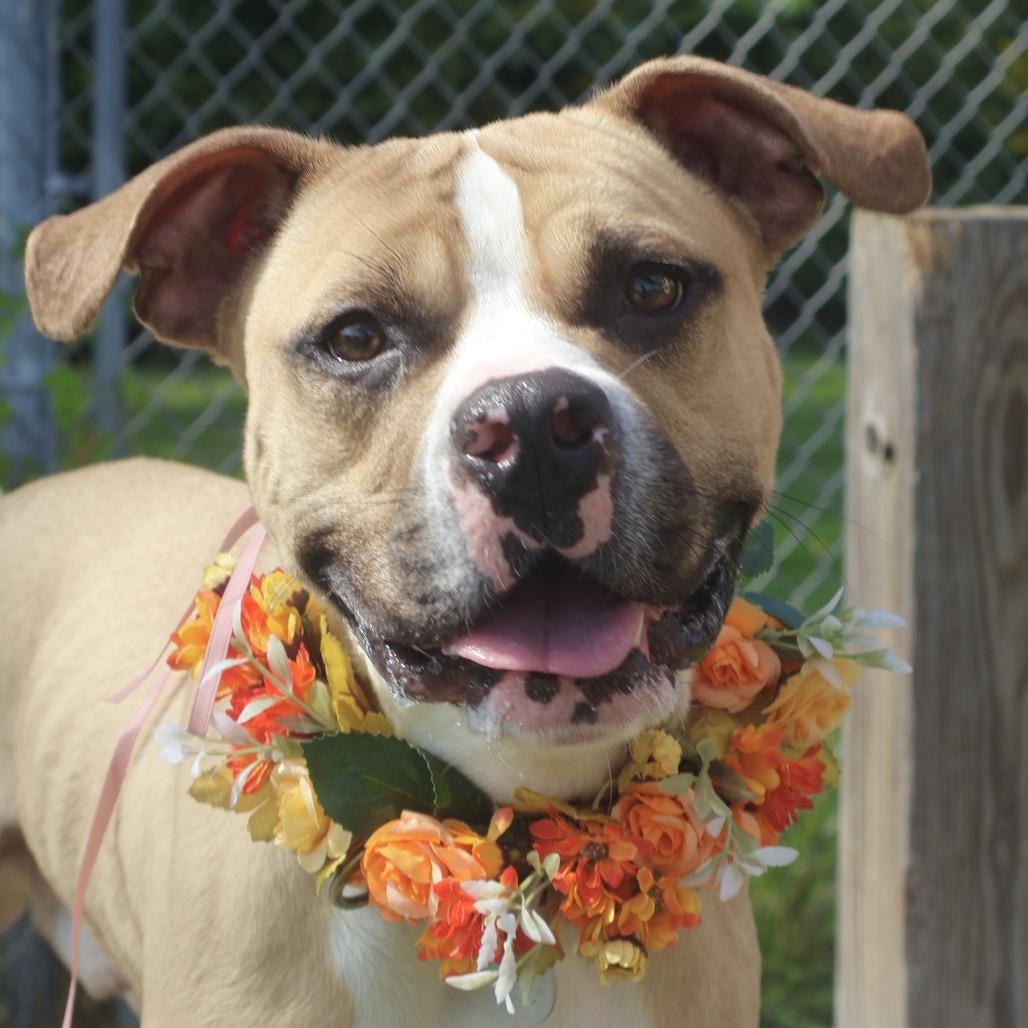 Milo, a Adoptable mixed breed in Brookfield, WI image 4/6