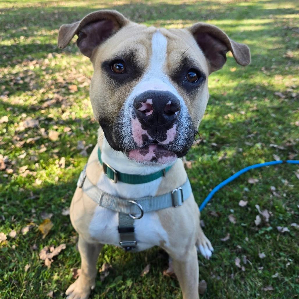 Milo, a Adoptable mixed breed in Brookfield, WI image 5/6