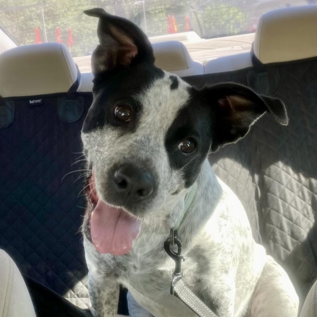 Enlarge Lennox, a Adoptable mixed breed in La Grange, KY image 2/6