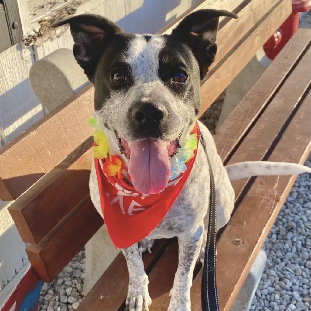 Enlarge Lennox, a Adoptable mixed breed in La Grange, KY image 4/6