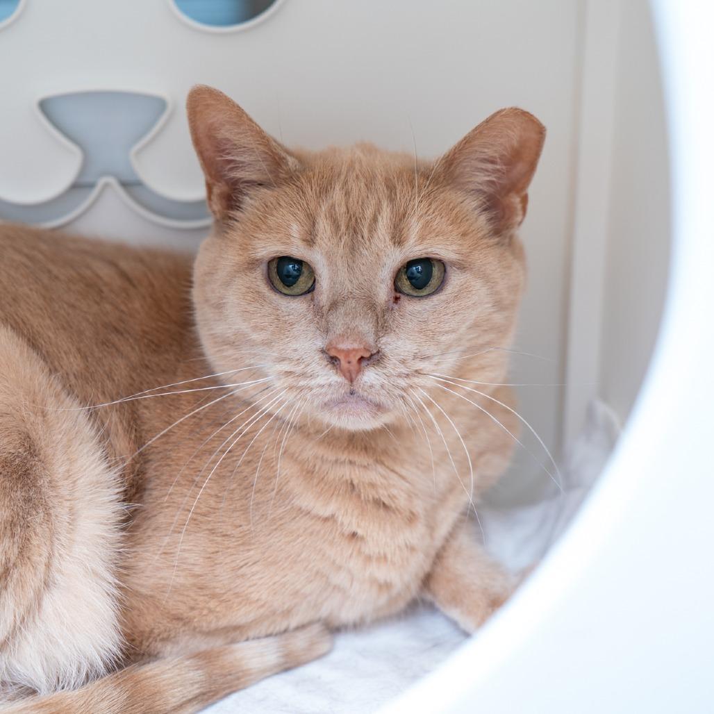 Blondie, Adoptable, Senior Female Domestic Short Hair.