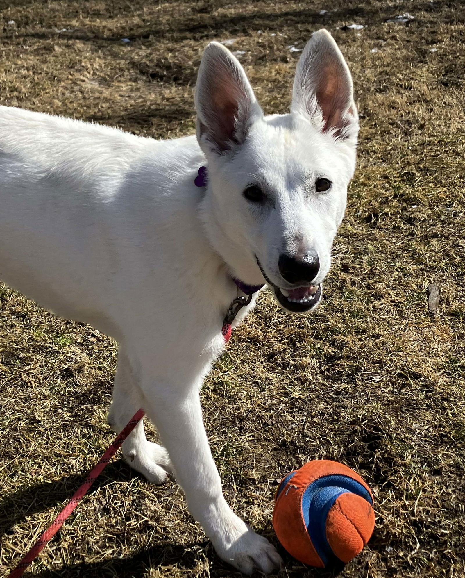 Sadie, Adoptable, Young Female White German Shepherd.