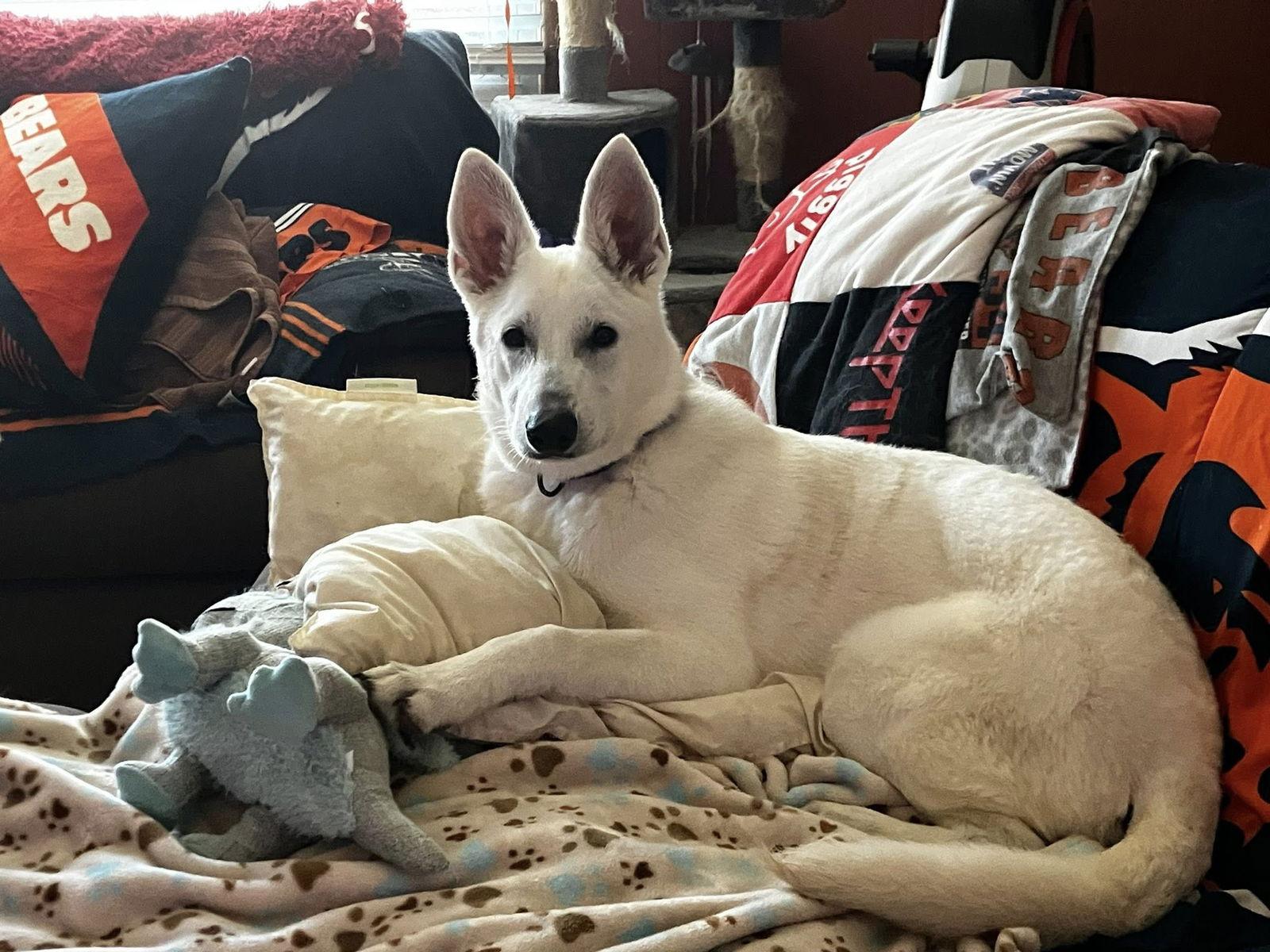 Enlarge Sadie, a Adoptable White German Shepherd in Londonderry, NH image 2/3