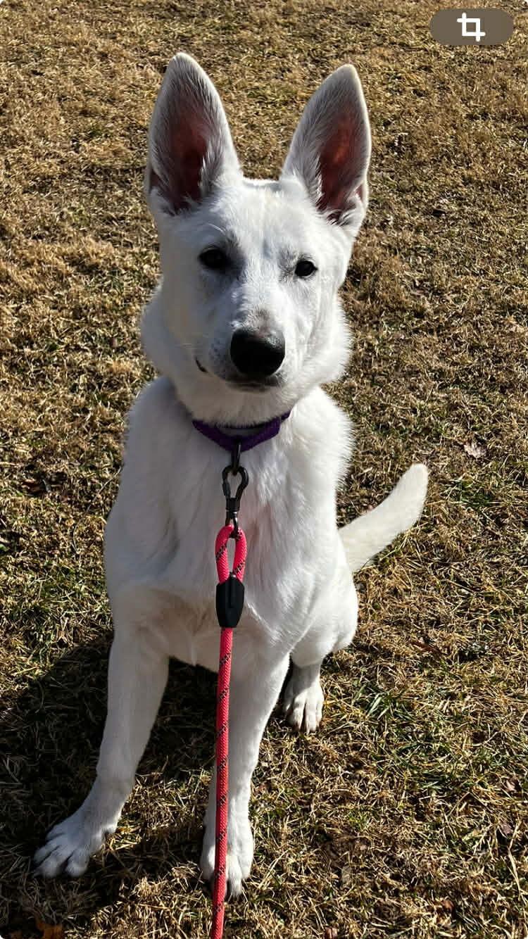 Enlarge Sadie, a Adoptable White German Shepherd in Londonderry, NH image 3/3