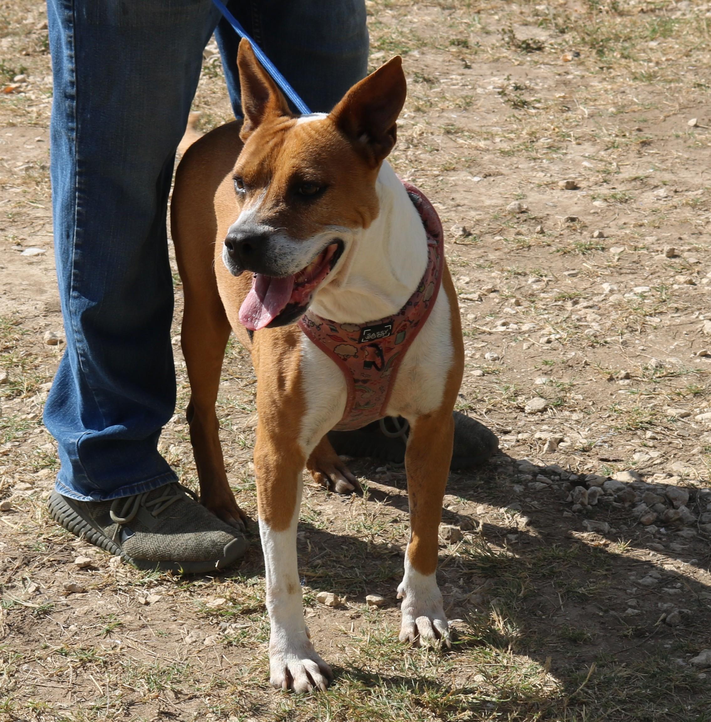 Enlarge Honey, a Adoptable mixed breed in Bandera, TX image 4/5
