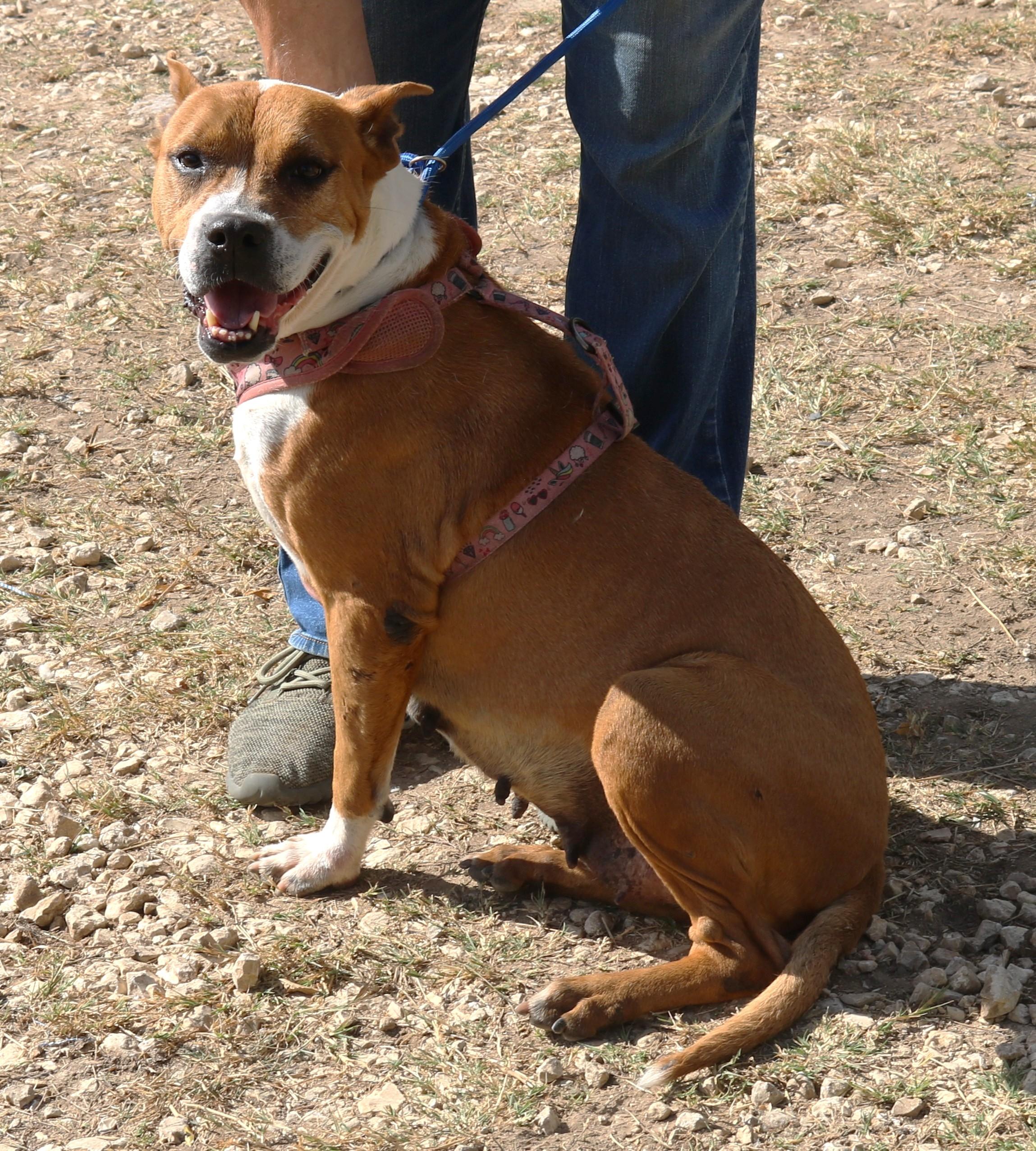 Honey, Adoptable, Young Male Boxer.